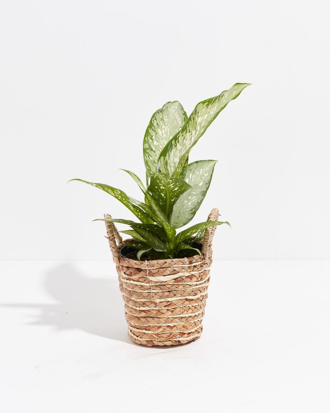 Dieffenbachia Memoria Corsii
