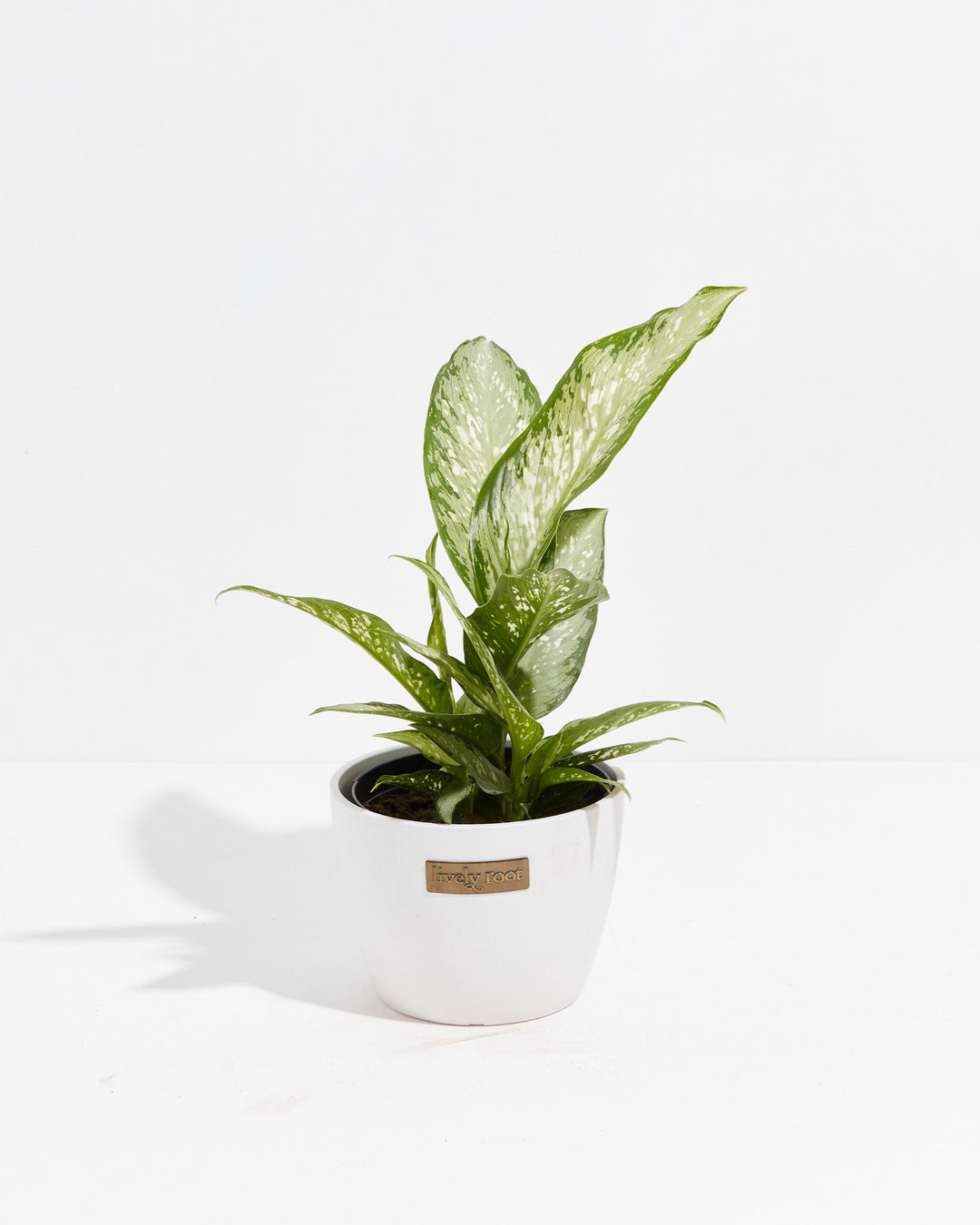 Dieffenbachia Memoria Corsii