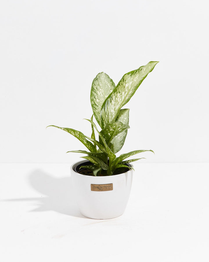 Dieffenbachia Memoria Corsii