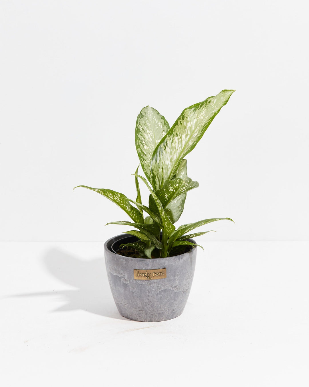 Dieffenbachia Memoria Corsii