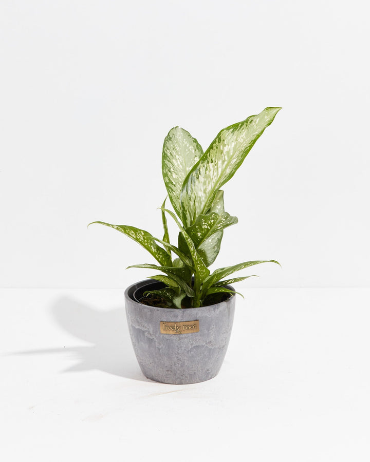 Dieffenbachia Memoria Corsii
