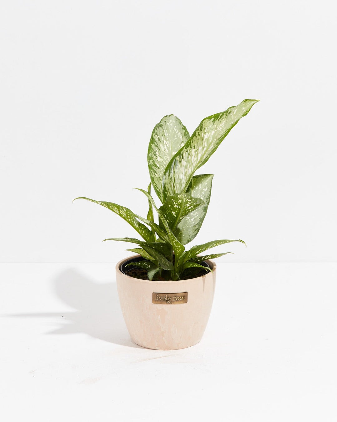 Dieffenbachia Memoria Corsii