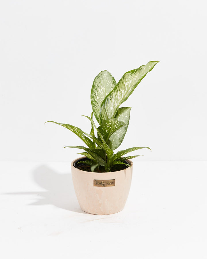 Dieffenbachia Memoria Corsii