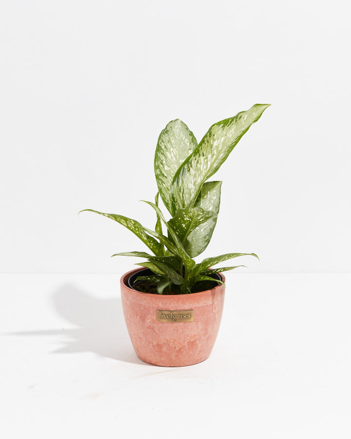 Dieffenbachia Memoria Corsii