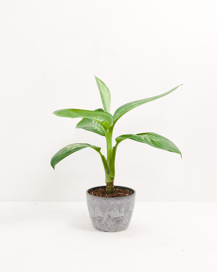 Dieffenbachia Carina