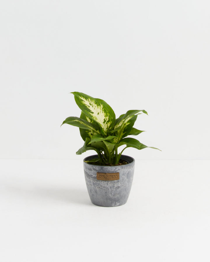 Dieffenbachia Carina