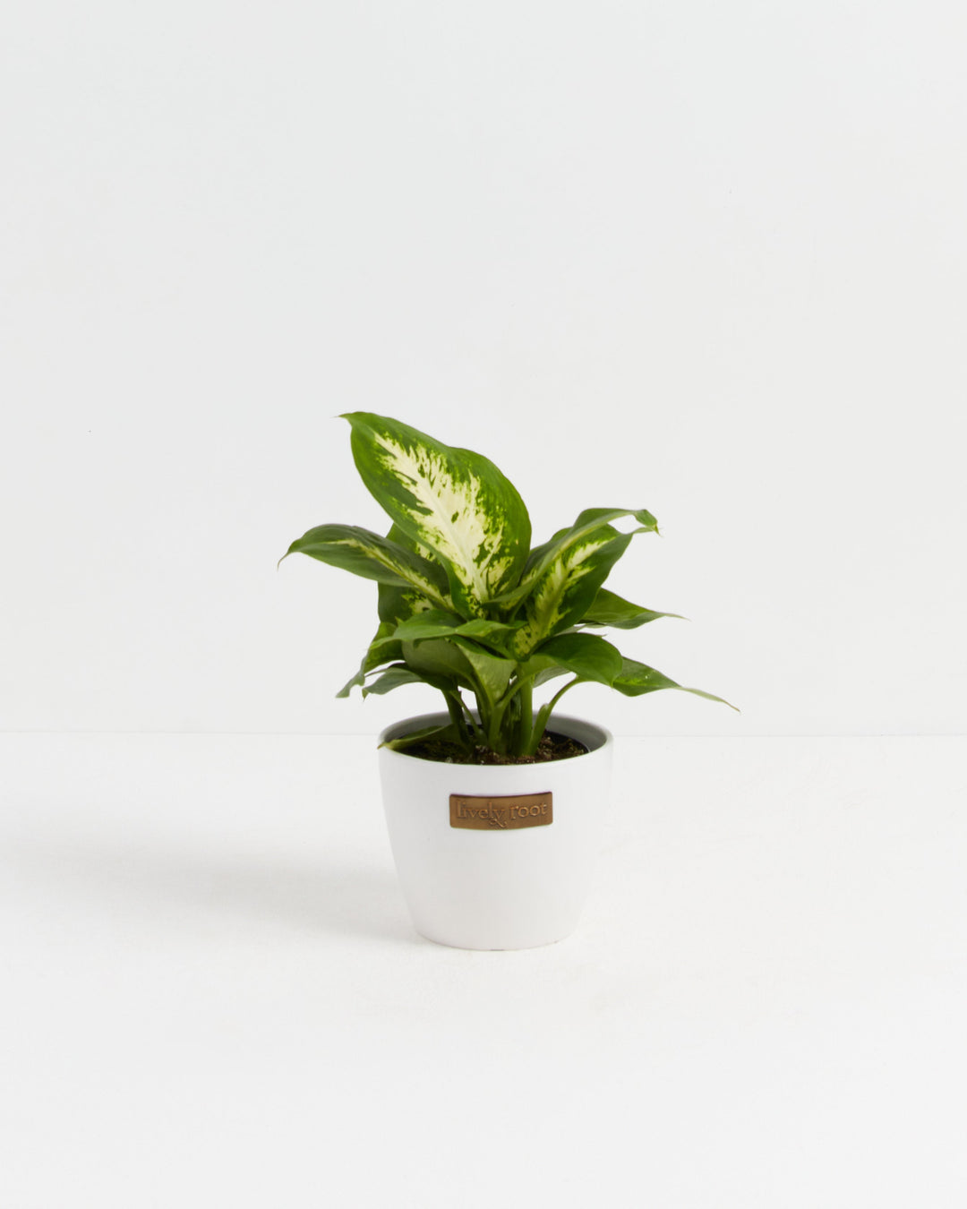 Dieffenbachia Carina