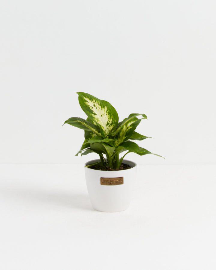 Dieffenbachia Carina