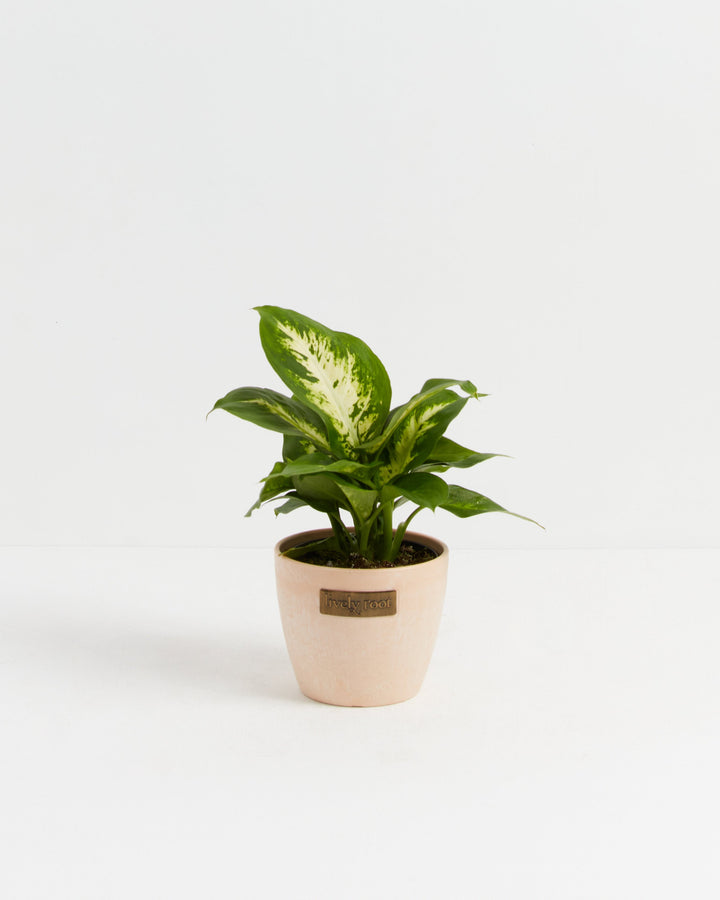 Dieffenbachia Carina