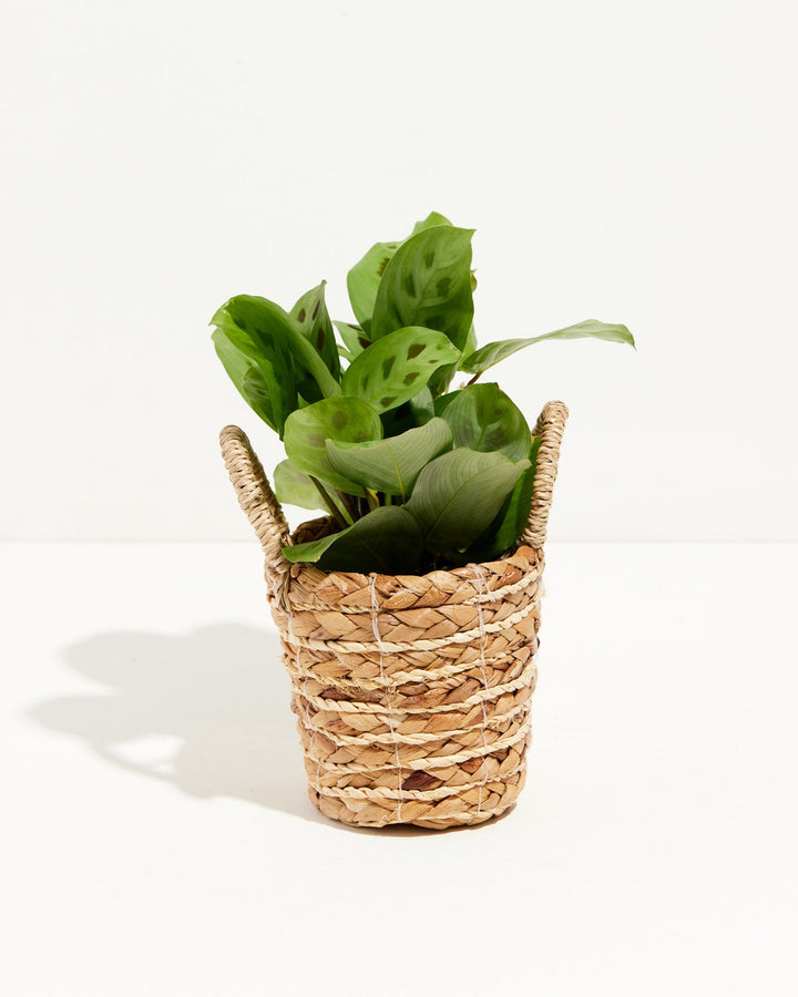 Maranta Leuconeura Prayer Plant in natural woven basket with rope handles, striped green leaves