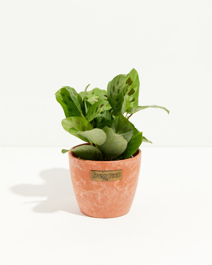 Maranta Leuconeura Prayer Plant in peachy-coral textured planter, burgundy leaf undersides, Lively Root branded