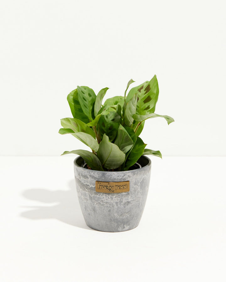 Maranta Leuconeura in gray concrete textured pot with Lively Root label, dense striped foliage