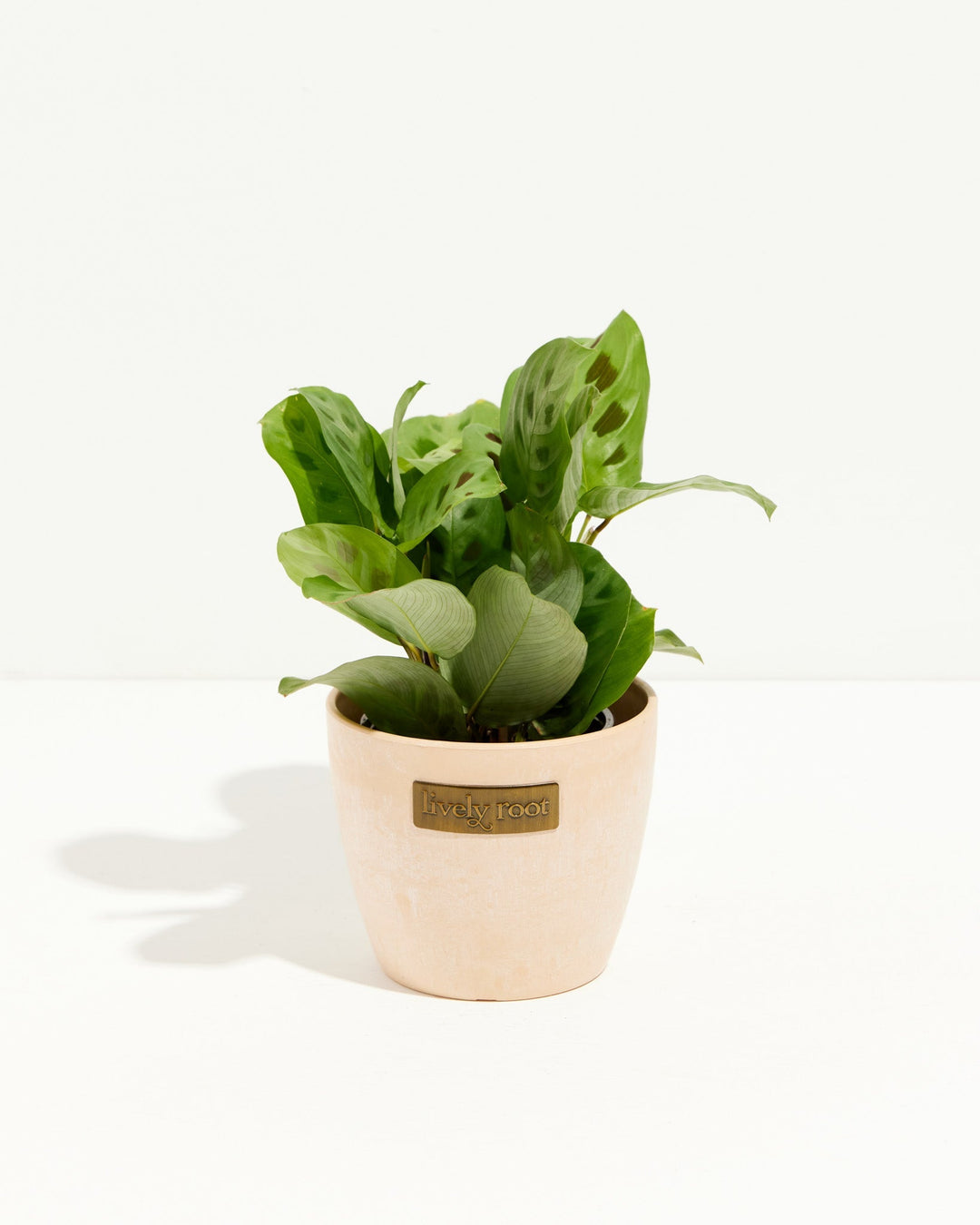 Maranta Leuconeura compact houseplant in cream ceramic pot, oval patterned foliage with Lively Root label