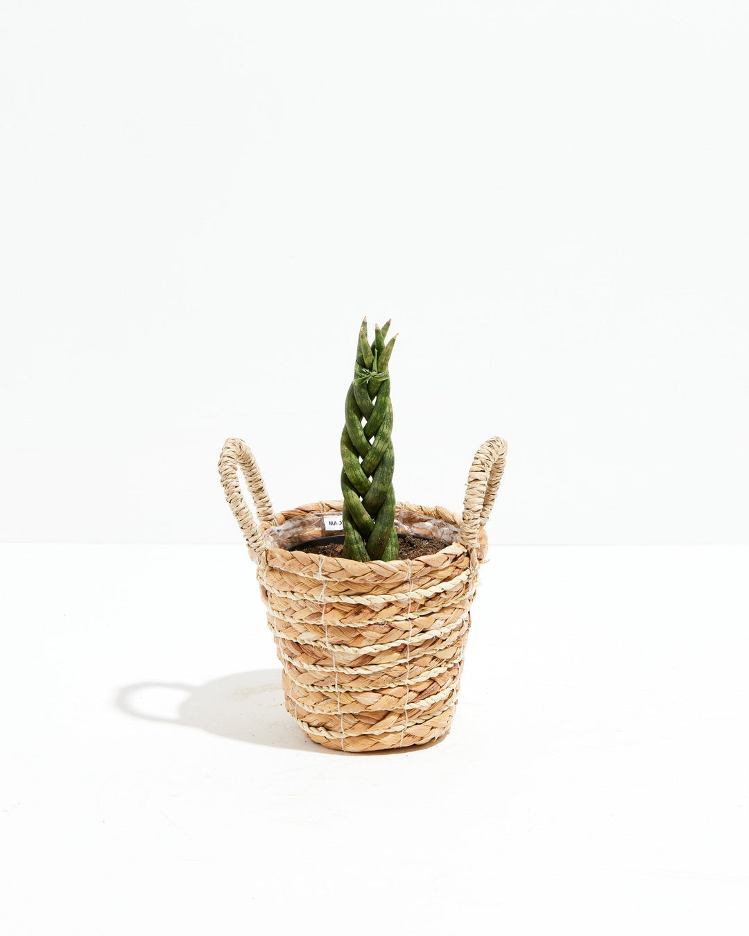 Sansevieria Cylindrica Braid