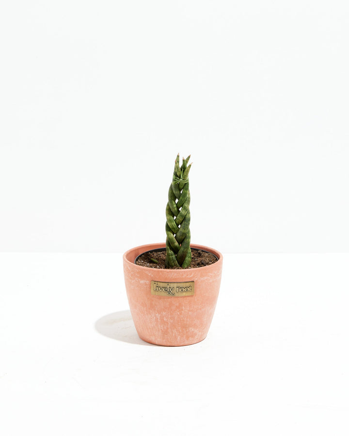 Sansevieria Cylindrica Braid