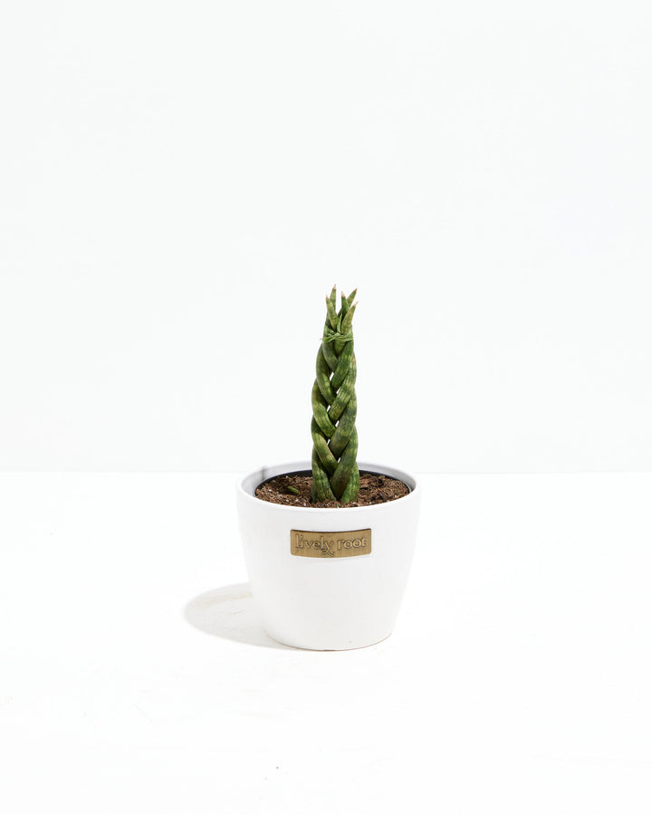 Sansevieria Cylindrica Braid