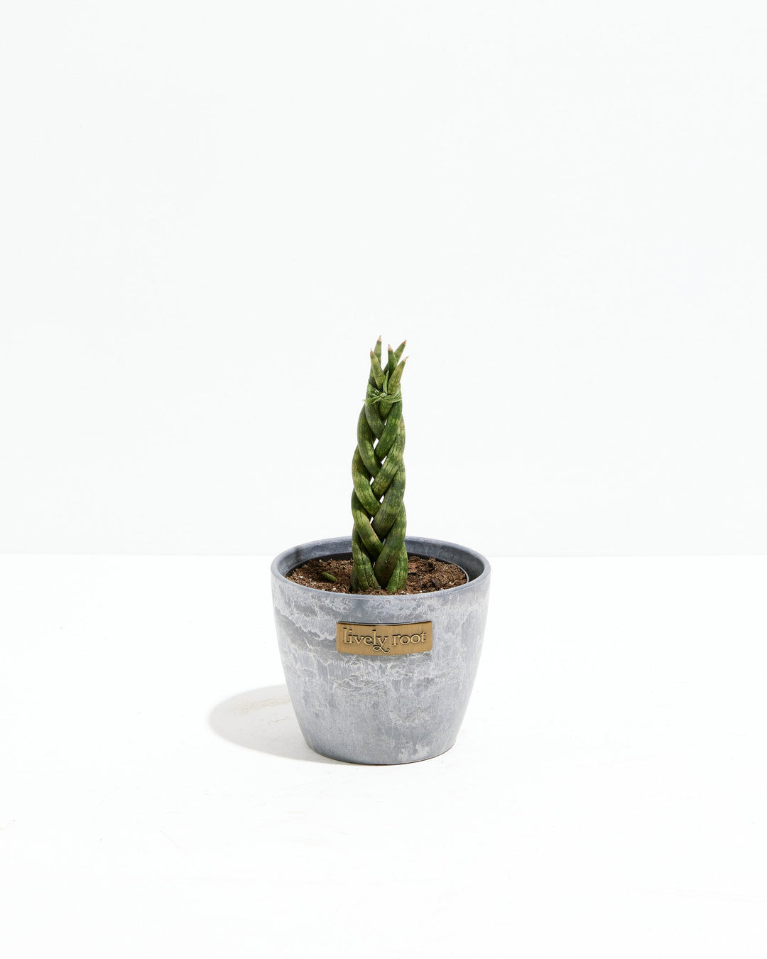 Sansevieria Cylindrica Braid
