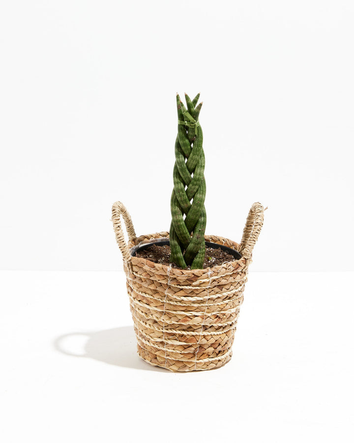 Sansevieria Cylindrica Braid