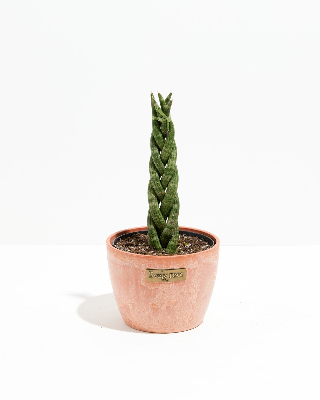 Sansevieria Cylindrica Braid