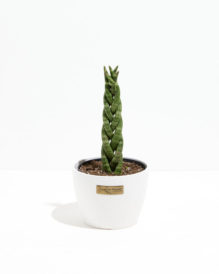 Sansevieria Cylindrica Braid