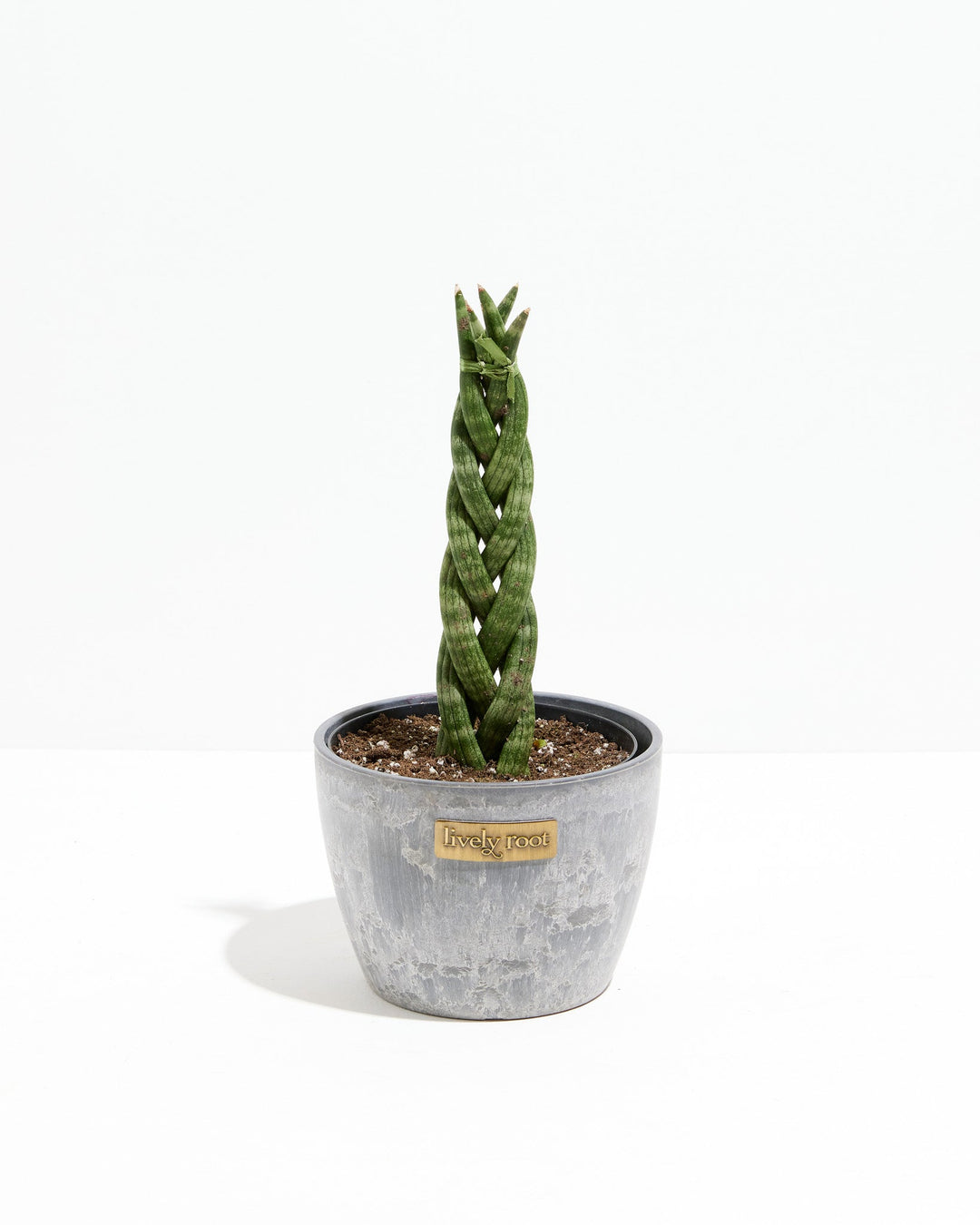 Sansevieria Cylindrica Braid
