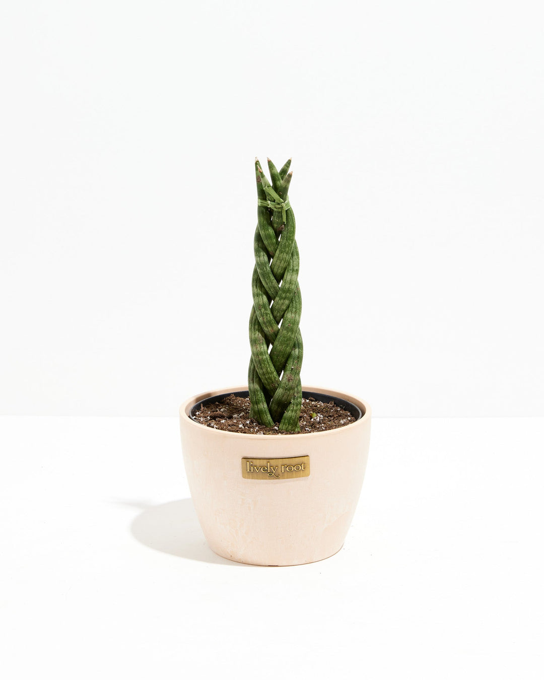 Sansevieria Cylindrica Braid