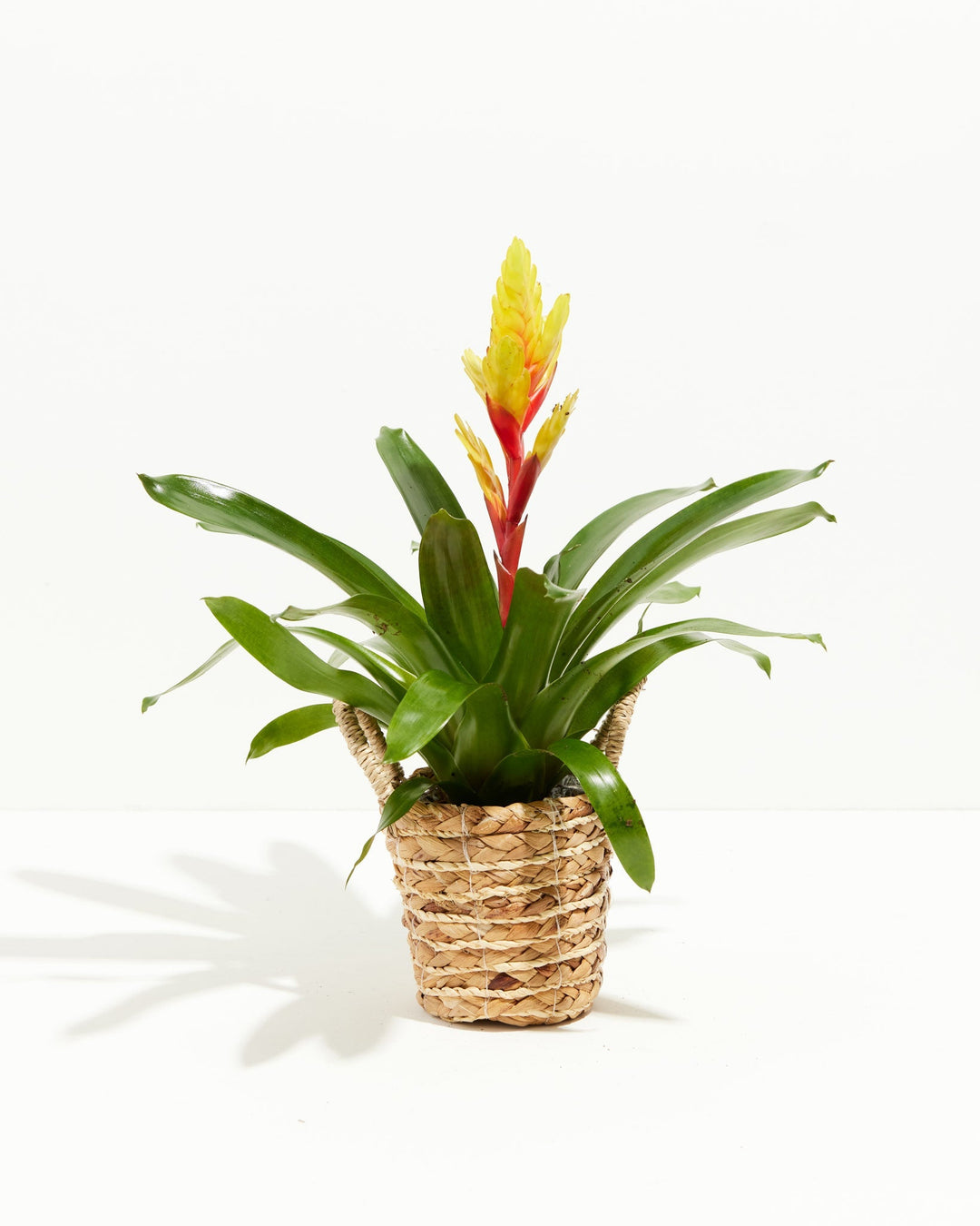 Evita Vriesea Bromeliad