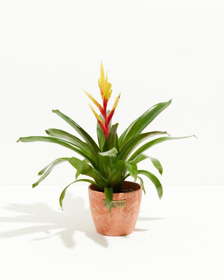 Evita Vriesea Bromeliad