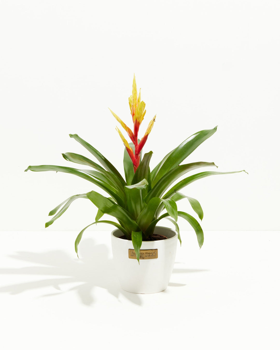 Evita Vriesea Bromeliad