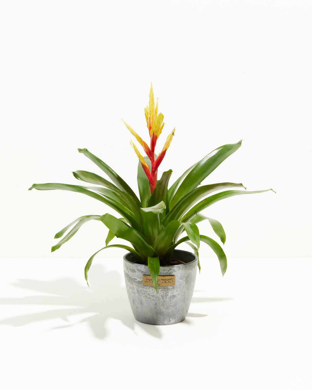 Evita Vriesea Bromeliad