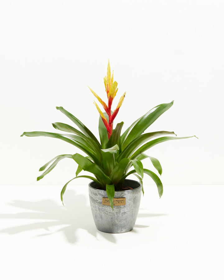 Evita Vriesea Bromeliad