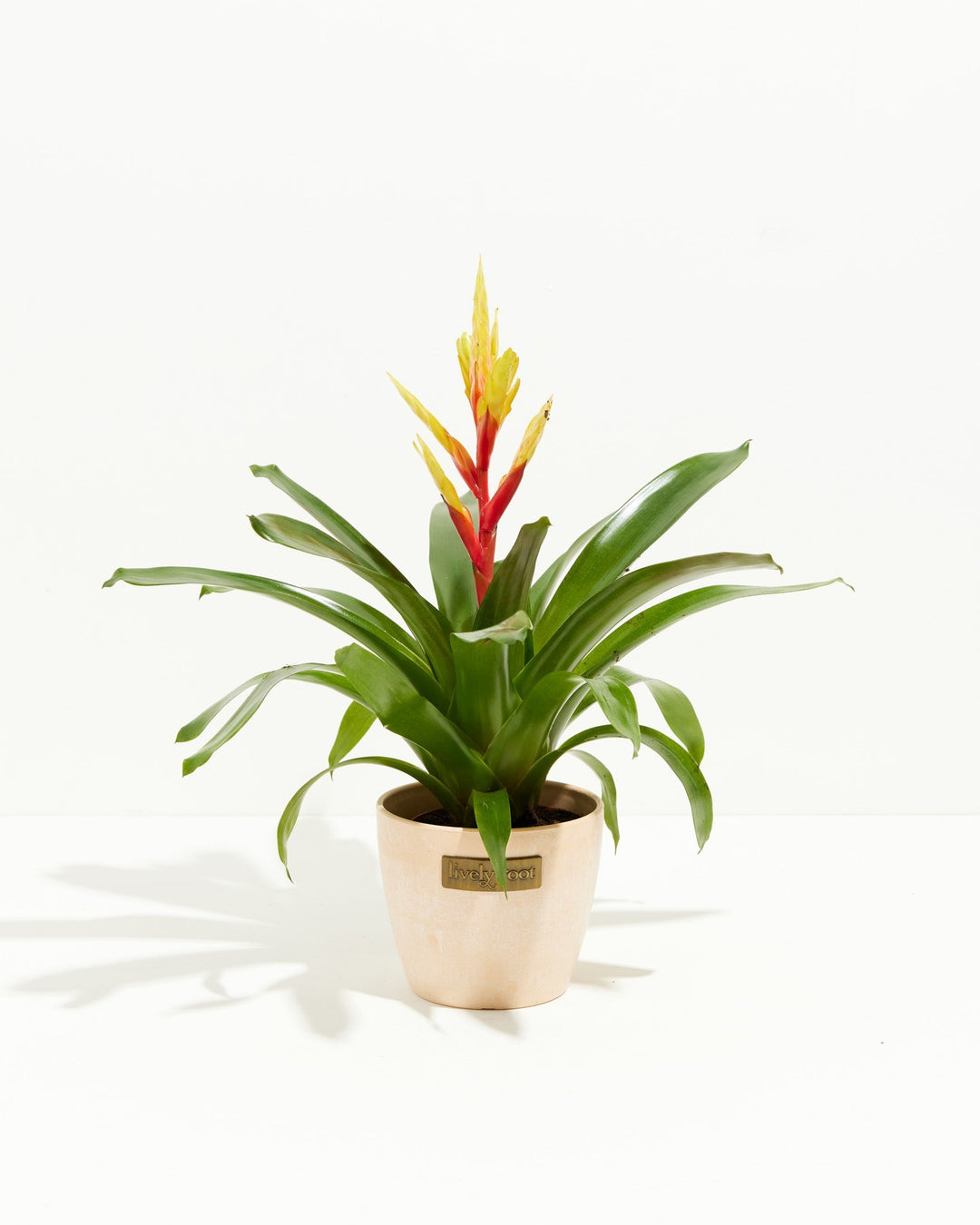 Evita Vriesea Bromeliad