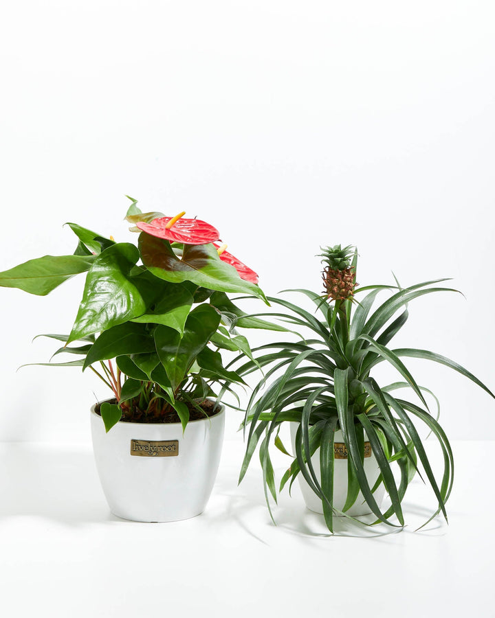 Party in Paradise Duo, Anthurium flamingo plant with bright red spathe and yellow spadix paired with Bromeliad Guzmania, 6-inch white ceramic pots with Lively Root tags, tropical houseplant combo