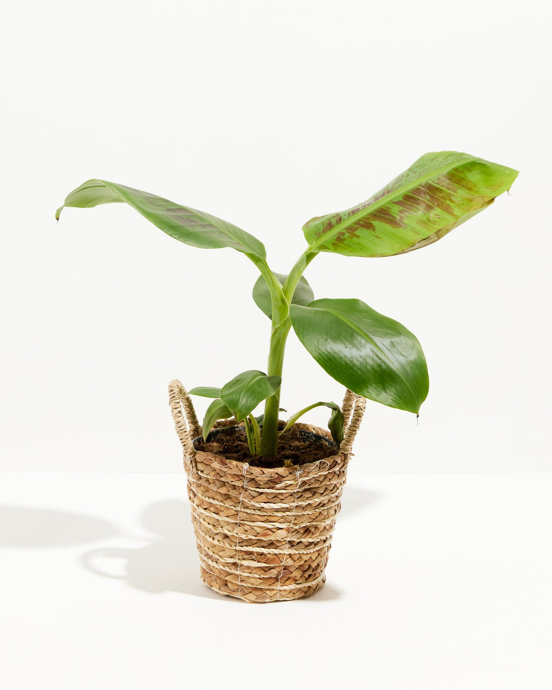 Dwarf Cavendish Banana Tree