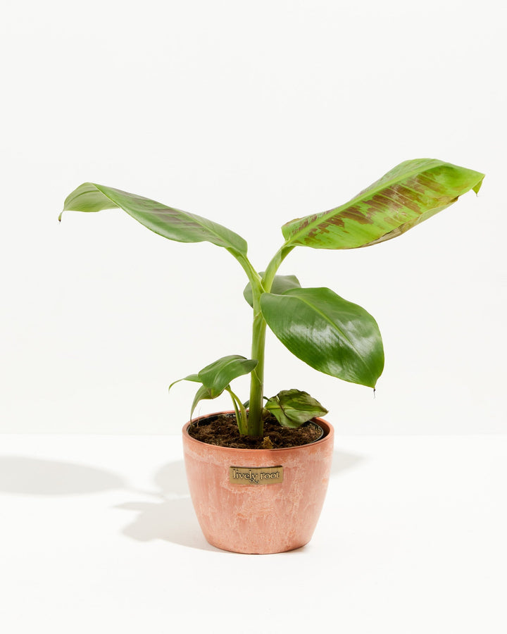 Dwarf Cavendish Banana Tree