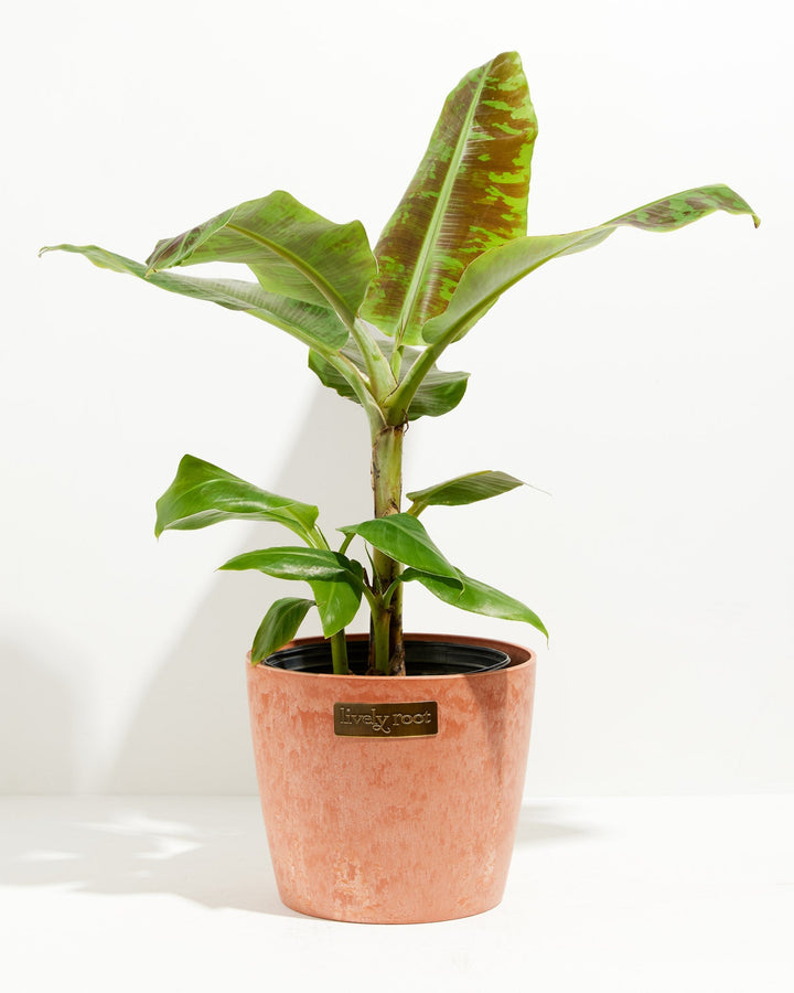 Dwarf Cavendish Banana Tree