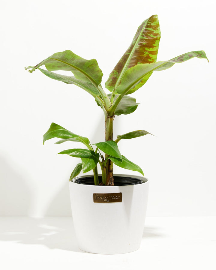 Dwarf Cavendish Banana Tree