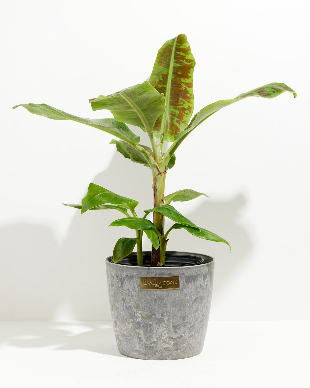 Dwarf Cavendish Banana Tree