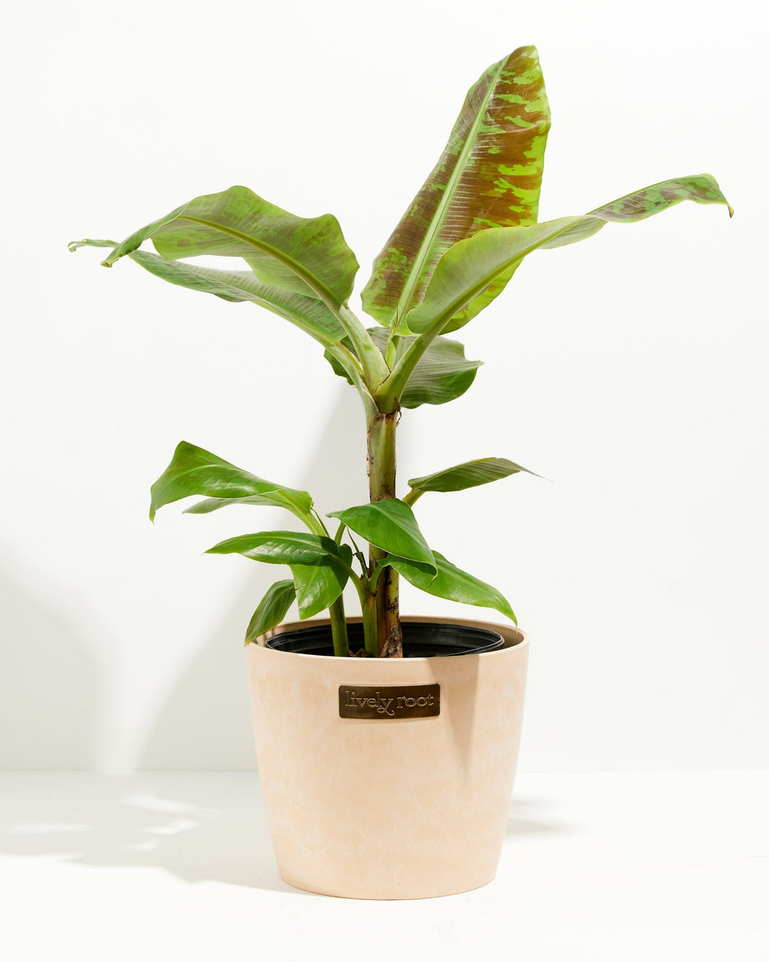 Dwarf Cavendish Banana Tree