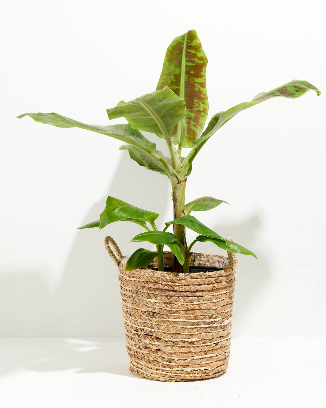 Dwarf Cavendish Banana Tree