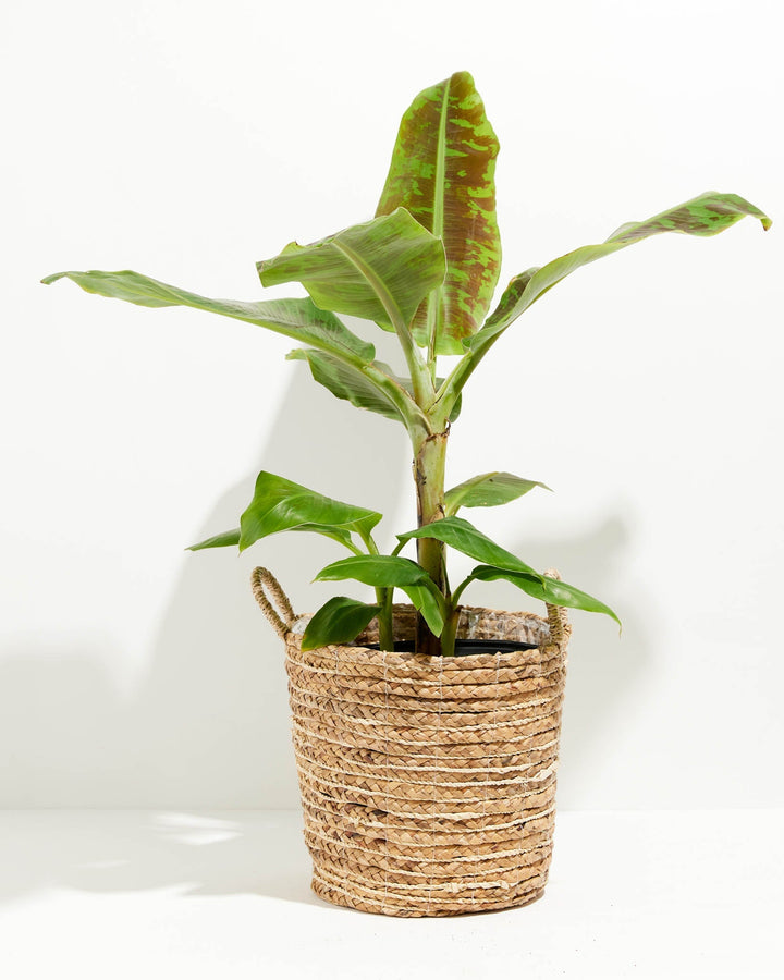 Dwarf Cavendish Banana Tree