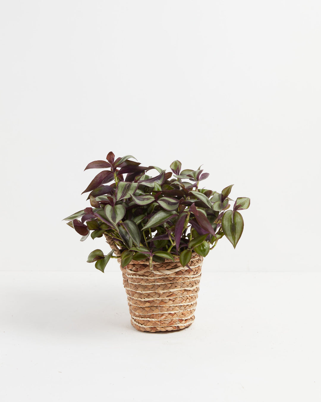 Wanderlust Tradescantia Zebrina
