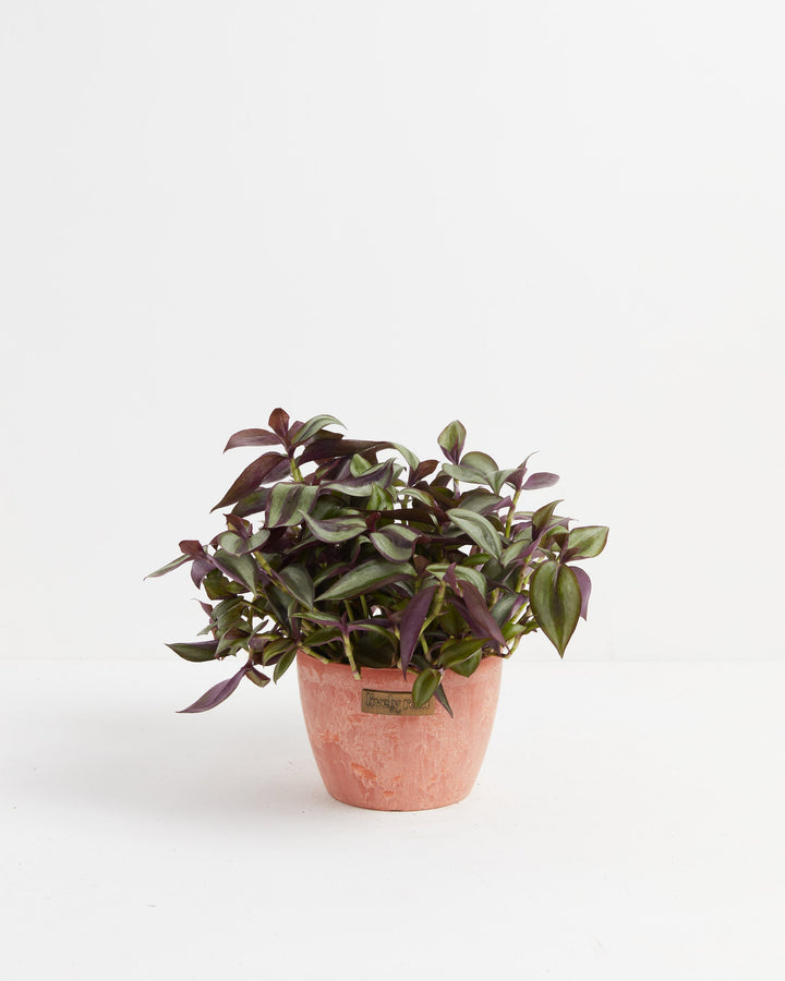 Wanderlust Tradescantia Zebrina