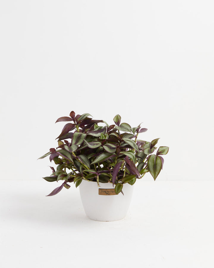 Wanderlust Tradescantia Zebrina