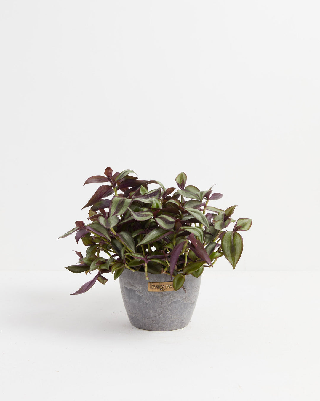 Wanderlust Tradescantia Zebrina