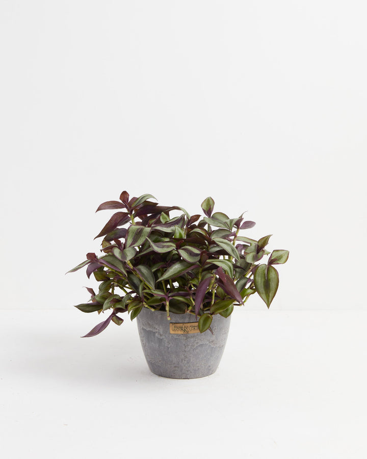 Wanderlust Tradescantia Zebrina