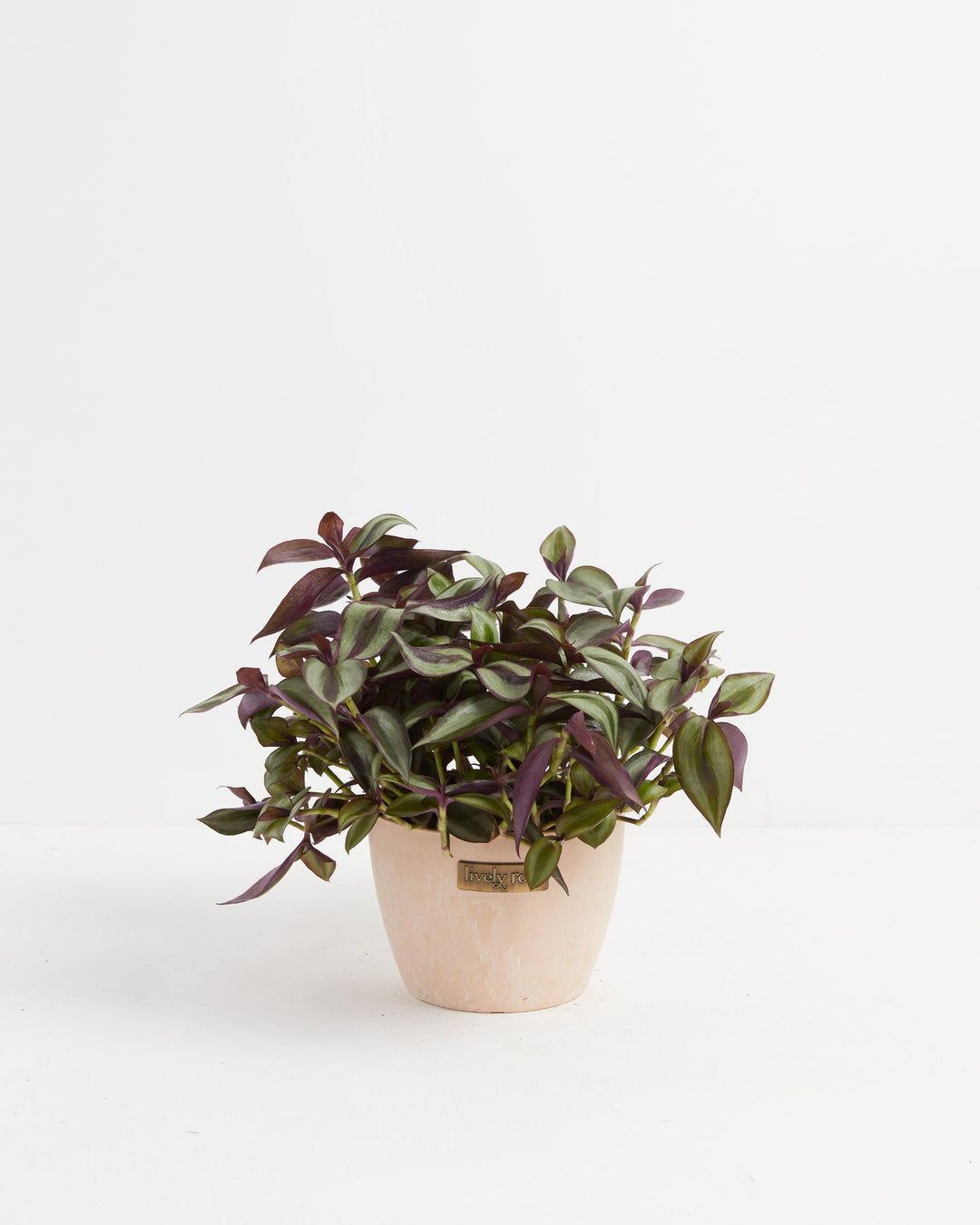Wanderlust Tradescantia Zebrina