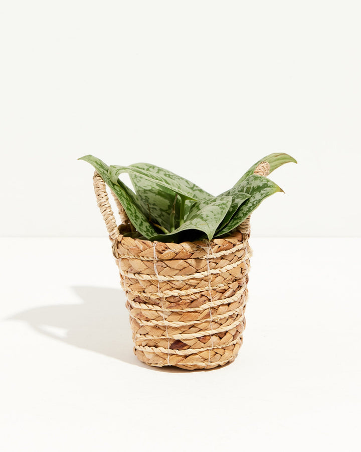 Silver Satin Pothos trailing houseplant in natural woven basket, variegated green and white foliage