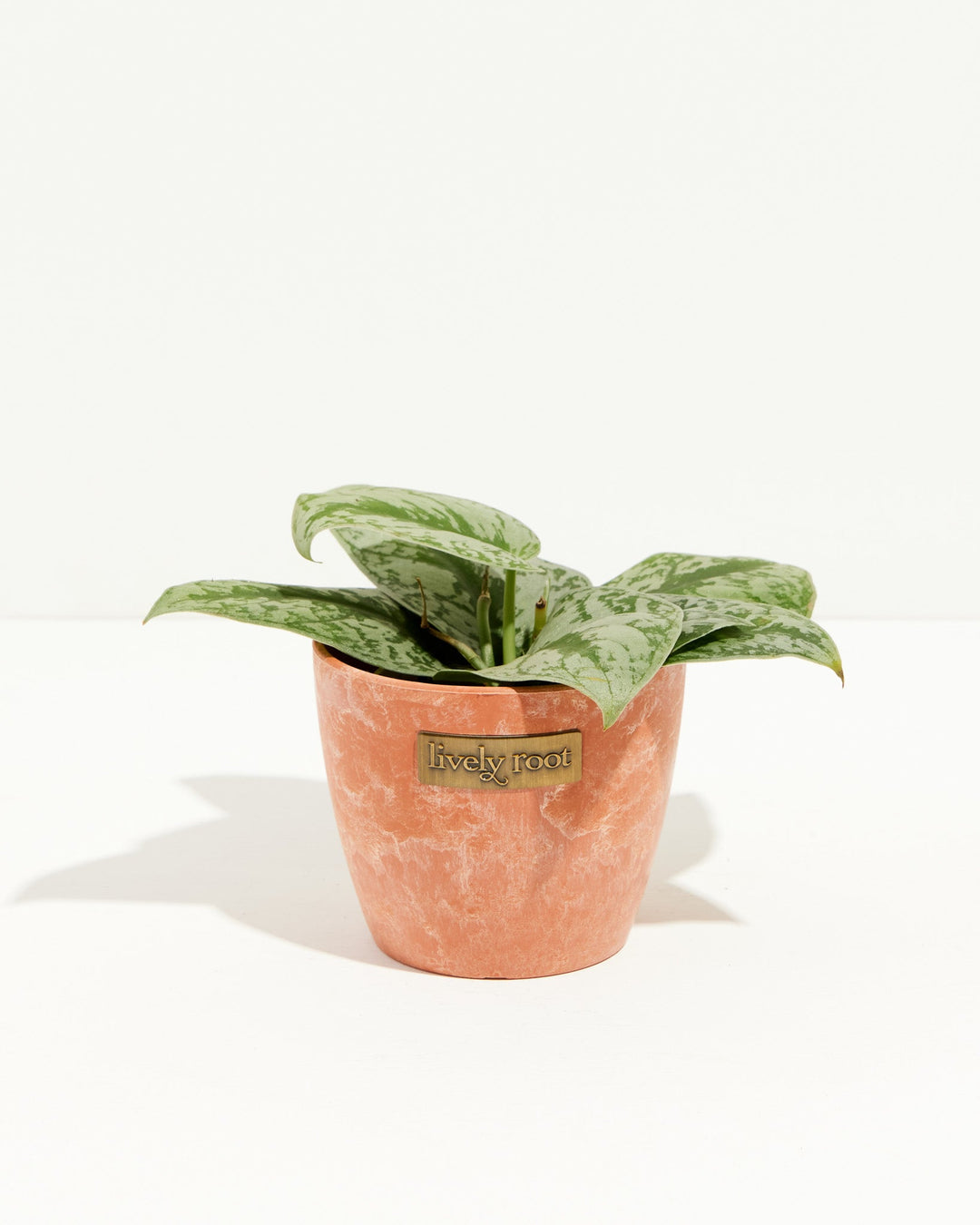 Silver Satin Pothos vining plant in peachy-coral textured planter, metallic leaf variegation, Lively Root branded
