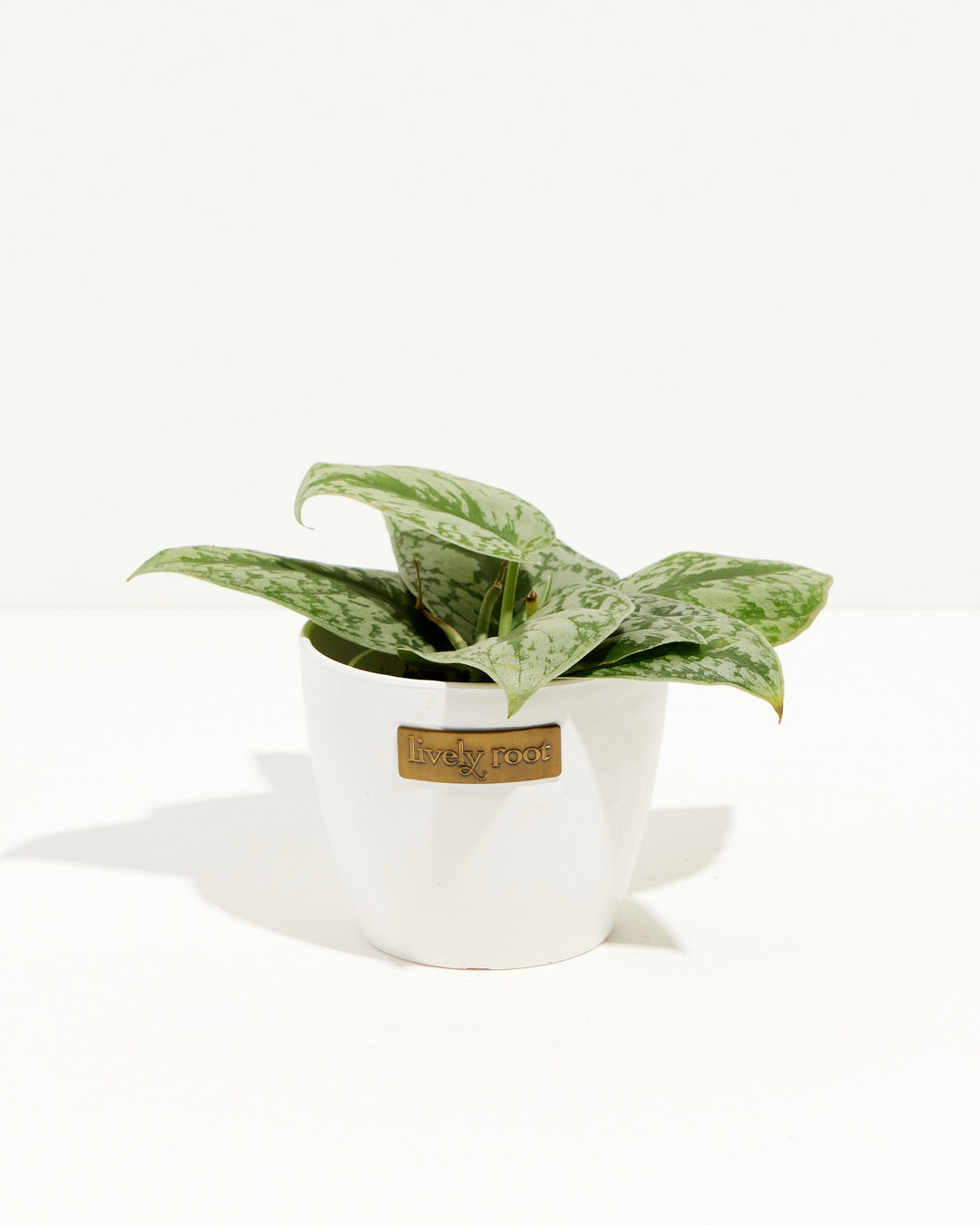 Silver Satin Pothos trailing vine in white ceramic pot, green leaves with cream variegation, Lively Root